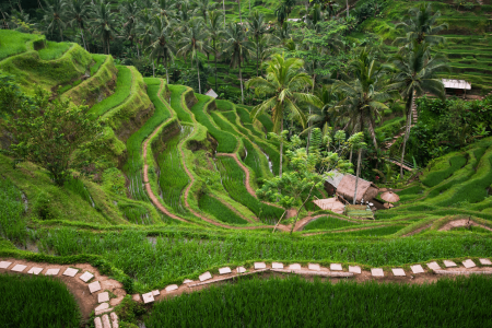 Ruộng bậc thang Tegalalang điểm du lịch nổi tiếng hàng đầu Indonesia