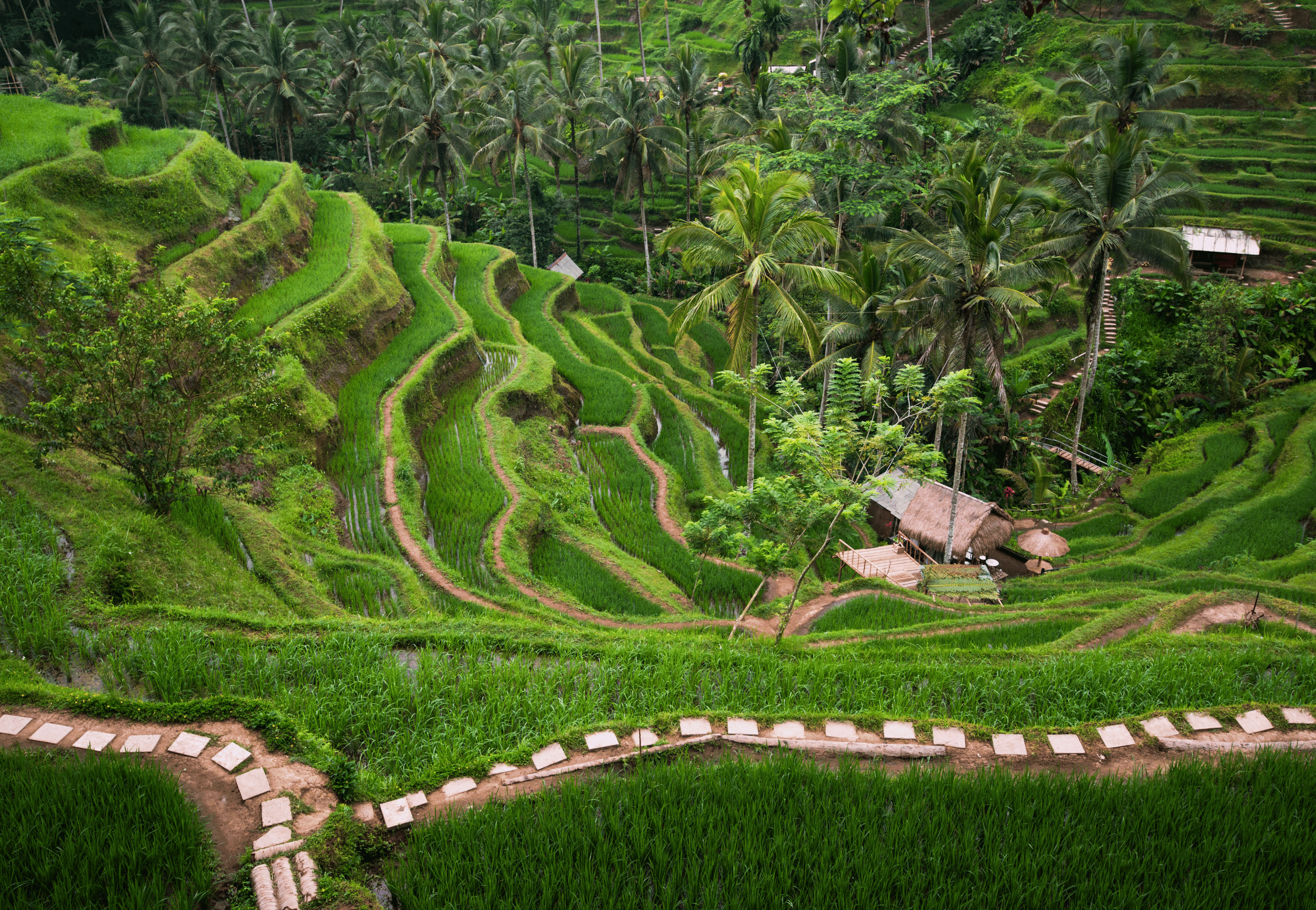 Ruộng bậc thang Tegalalang điểm du lịch nổi tiếng hàng đầu Indonesia