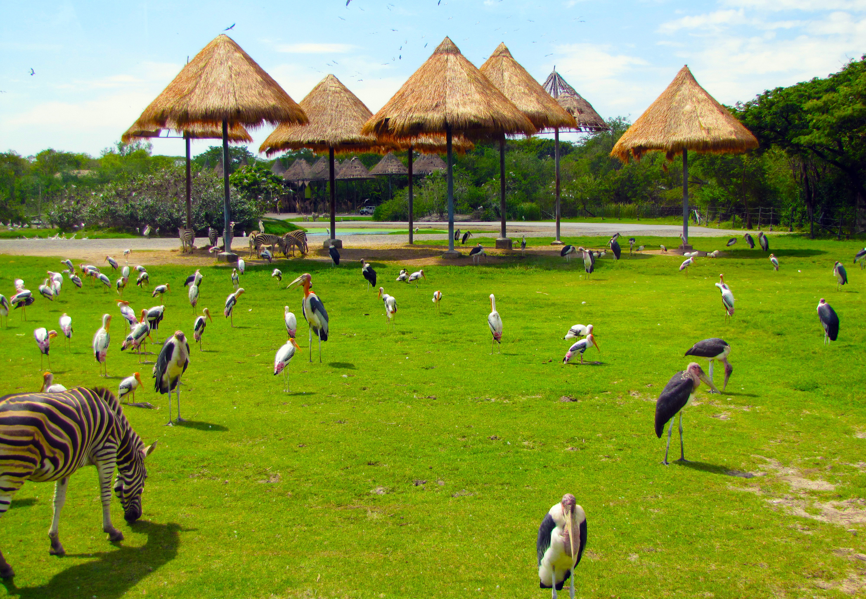 Safari Park là khu vực mà bạn có thể cảm nhận rõ ràng về thiên nhiên hoang dã