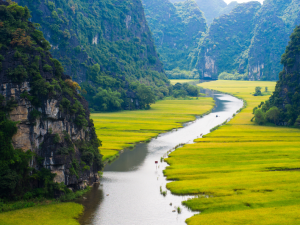 Experience the beauty of Trang An during the golden rice harvest, where lush rice fields and spectacular natural scenery create unforgettable views.