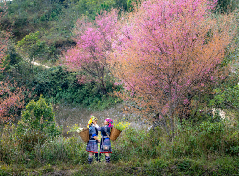 From majestic mountains to picturesque rice terraces, the beauty of Sapa makes it one of Vietnam's most spectacular travel destinations.