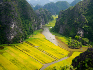 The golden rice season in Trang An transforms the landscape into a breathtaking tapestry of vibrant fields, winding rivers, and towering limestone mountains.