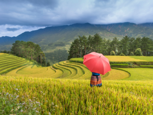 Sapa offers spectacular mountain views, peaceful countryside, and iconic terraced rice fields, making it one of Vietnam's most popular travel destinations.