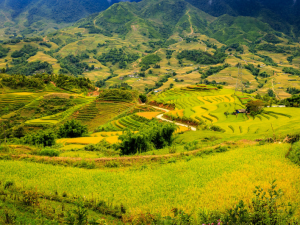 Discover the beauty of Sapa with its majestic mountains, scenic valleys, colorful villages, and unforgettable natural landscapes throughout the year.