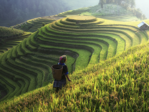 Sapa is a breathtaking mountain destination in northern Vietnam, known for its stunning rice terraces, misty landscapes, and rich ethnic culture.
