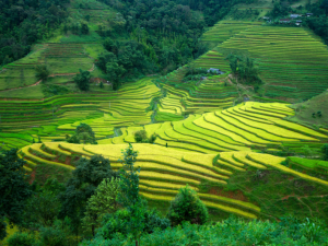 Ha Giang Loop is one of Vietnam's most breathtaking road trips, featuring dramatic mountain landscapes, winding passes, and authentic local culture.