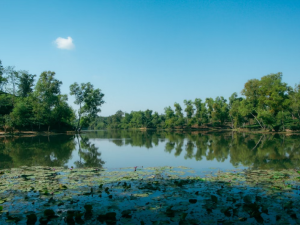 Tra Su Cajuput Forest is a stunning ecotourism destination featuring lush green waterways, diverse wildlife, and peaceful natural landscapes in the heart of the Mekong Delta.