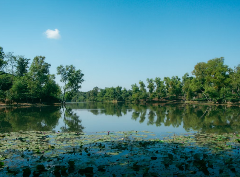 Tra Su Cajuput Forest is a stunning ecotourism destination featuring lush green waterways, diverse wildlife, and peaceful natural landscapes in the heart of the Mekong Delta.